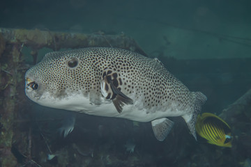 Arothron fish in the Red Sea Colorful and beautiful, Eilat Israel