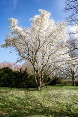 blooming tree in the garden