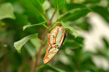 A beautiful Butterfly. Insect with gorgeous wings