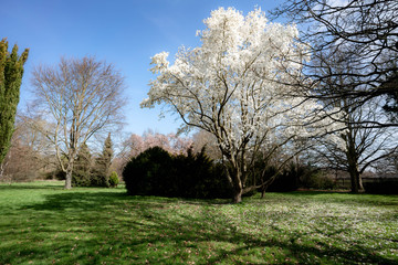 Obraz premium blooming tree in the garden