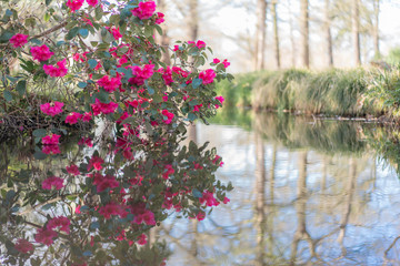 Fototapeta na wymiar flowers on the lake
