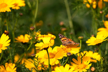 Butterfly Vanessa cardui sitting on a flower of yellow wild chrysanthemum