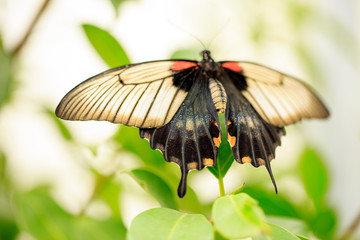 A beautiful Butterfly. Insect with gorgeous wings