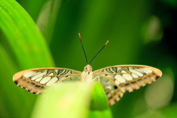 A beautiful Butterfly. Insect with gorgeous wings
