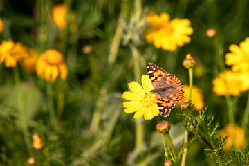 Butterfly Vanessa cardui sitting on a flower of yellow wild chrysanthemum during migration