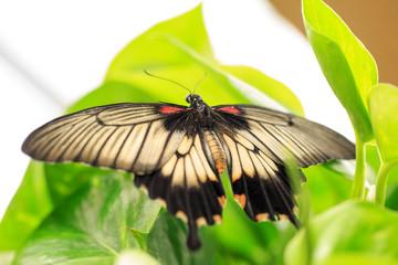 A beautiful Butterfly. Insect with gorgeous wings