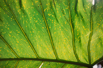 hoja verde
