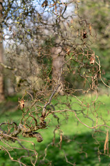 green tree in the park