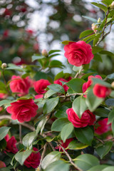 red flowers on a bush