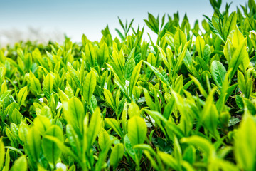 Fresh tea bud and leaves.Tea plantations.