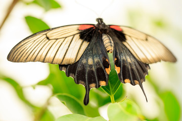 A beautiful Butterfly. Insect with gorgeous wings