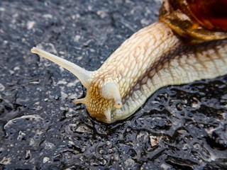 Brown garden snail
