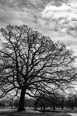 silhouette of a tree against blue sky