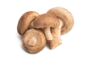 shiitake mushrooms isolated