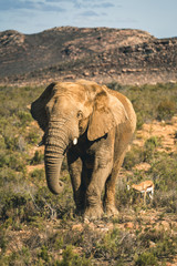 Fototapeta premium South Africa