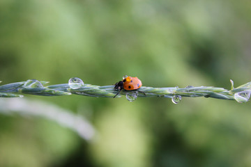 Fresh young grass with dew drops and a ladybug in the summer in the spring. Macro or macro nature