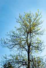Fototapeta na wymiar Tree against blue sky