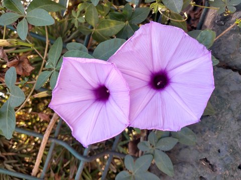 Flore
