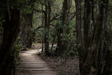 Bosque de Bolson