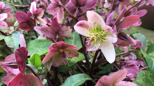 Hellebore flowers in the garden, England, United Kingdom