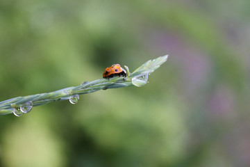 Fresh young grass with dew drops and a ladybug in the summer in the spring. Macro or macro nature