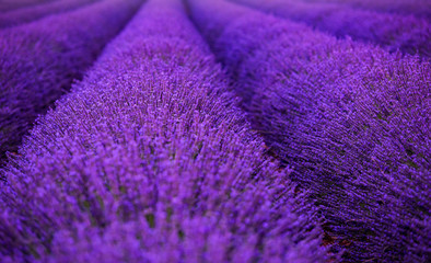 Fototapeta na wymiar lavender field france