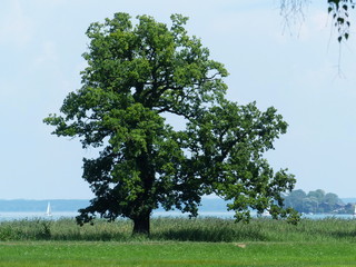 Baum windzerzaust