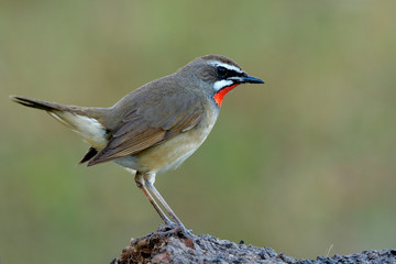 beautiful brown bird with bright red neck happy tail wagging up while perching on dirt ground over green blur background, Male of Siberian rubythroat (Calliope calliope)