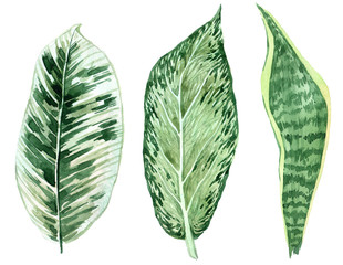 Set of tropical leaves. Jungle, botanical watercolor illustrations, floral elements, palm leaves, fern and others. Hand drawn watercolor set of Anthurium green leaves and home plant, isolated