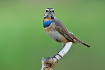 Beautiful of bluethroat (Luscinia svecica) beautiful brown with bright blue and orange chest standing on wooden stick over fine green background in happy action