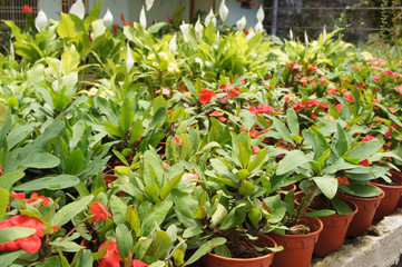 Fototapeta na wymiar Euphorbia flower planted in a small plastic pot. Planted for sale in plant nurseries.
