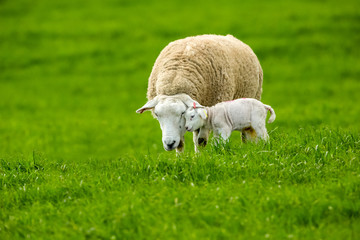 Obraz na płótnie Canvas Texel Ewe, female sheep with newborn lamb. A tender moment between mother and baby lamb in lush green meadow. Landscape, Horizontal. Space for copy