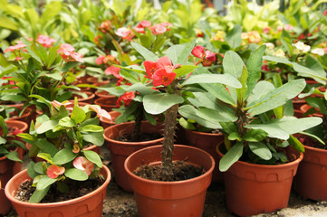 Euphorbia flower planted in a small plastic pot. Planted for sale in plant nurseries.