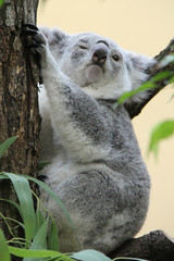 Fototapeta premium Koala
