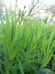 природа, пейзаж