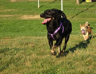 Beautiful dogs in the park