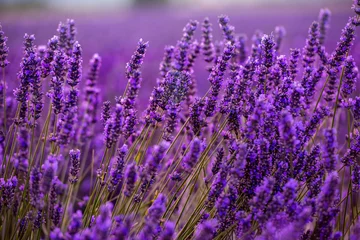 Foto op Aluminium Close-up struiken van lavendel paarse aromatische bloemen © .shock