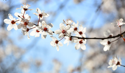 branch of a tree in spring