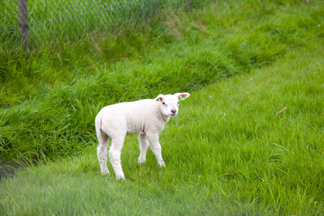 Obraz premium little lamb on green grass near the fence