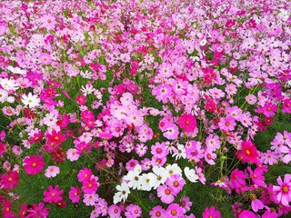 Pink, white and red cosmos flower are bloom at field crop, background.