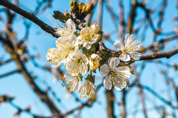 Arvore de cereja