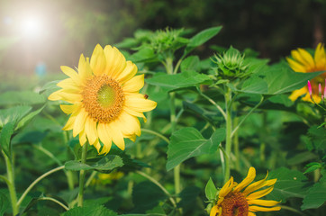 sun flowers in field beautiful plantation in nature park with sunlight in dark tone low key.