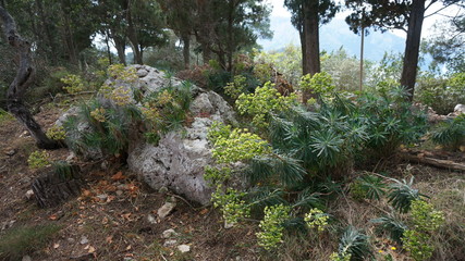 Hiking in capri, path, street, italy