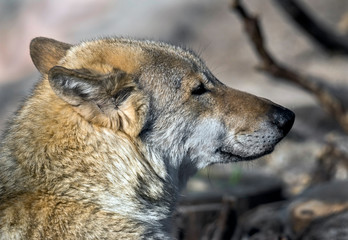 Grey wolf`s head. Latin name - Canis lupus