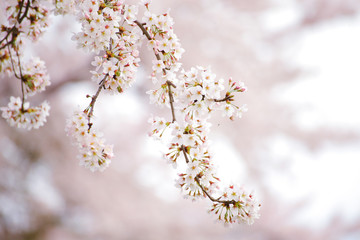 桜の花