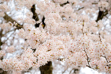 Fototapeta premium 桜の花