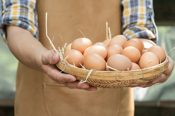 young smart farmer wear plaid long sleeve shirt brown apron are holding fresh chicken eggs into...