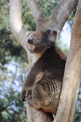 Koala im Baum in Australien