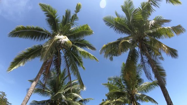 Paradise beach Island with palm trees