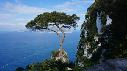 maritime pine and rock cliffs at the coast in capri